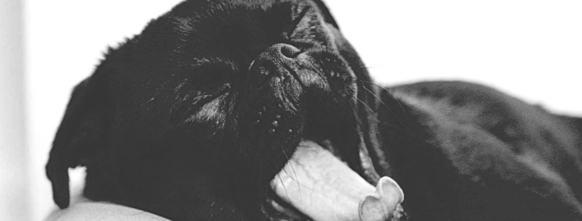 Hund, der gähnt